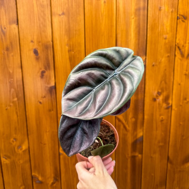 Alokázia cuprea (Alocasia cuprea) ´RED SECRET´ - výška 20-30 cm, kont. C1L